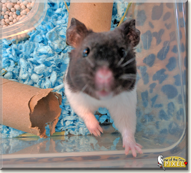 Pixel the Teddy Bear Hamster, the Pet of the Day