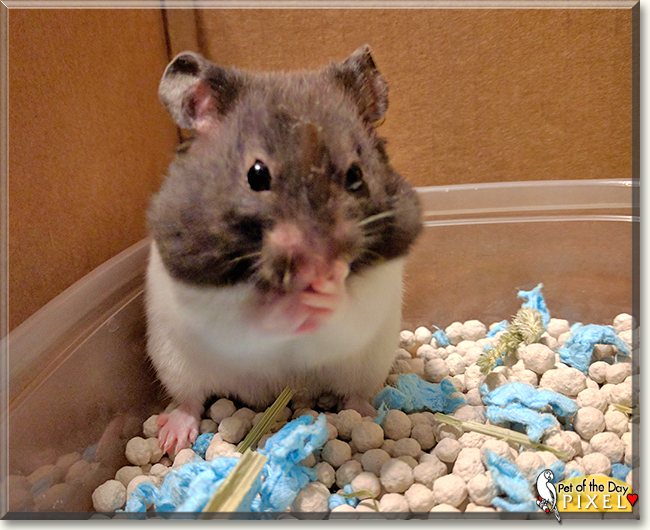 Pixel the Teddy Bear Hamster, the Pet of the Day