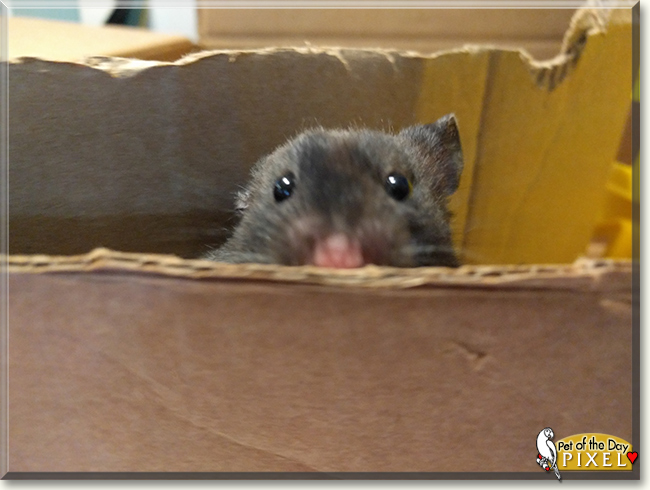 Pixel the Teddy Bear Hamster, the Pet of the Day