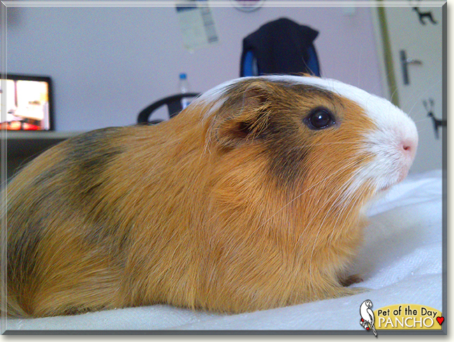 Pancho the Guinea Pig, the Pet of the Day Pancho the Guinea Pig, the Pet of the Day