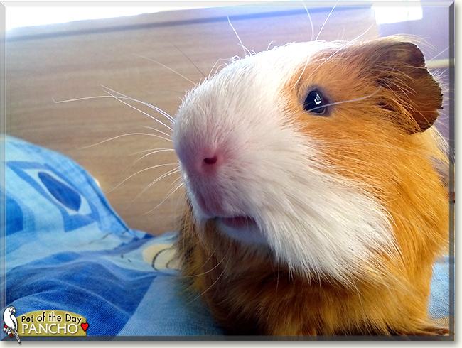 Pancho the Guinea Pig, the Pet of the Day