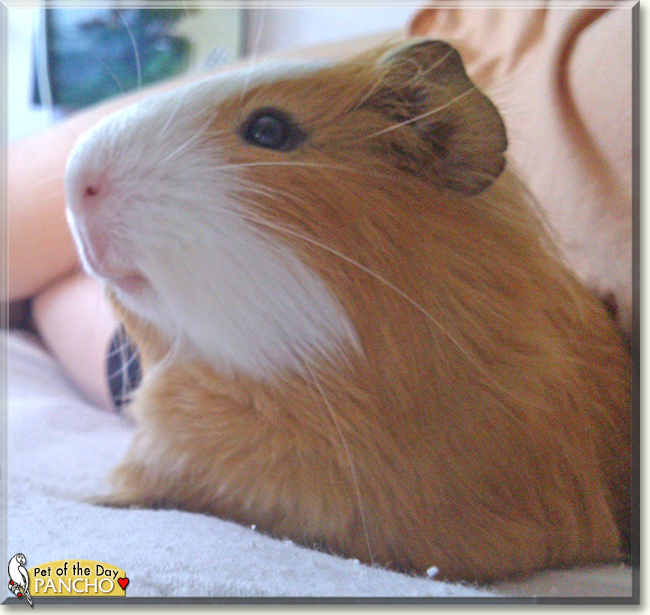 Pancho the Guinea Pig, the Pet of the Day
