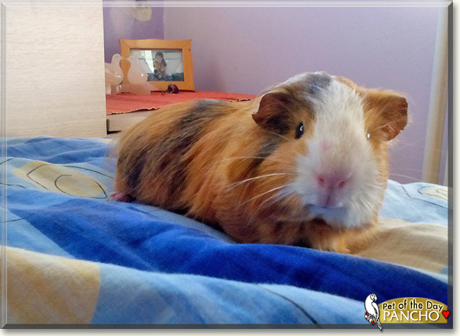 Pancho the Guinea Pig, the Pet of the Day
