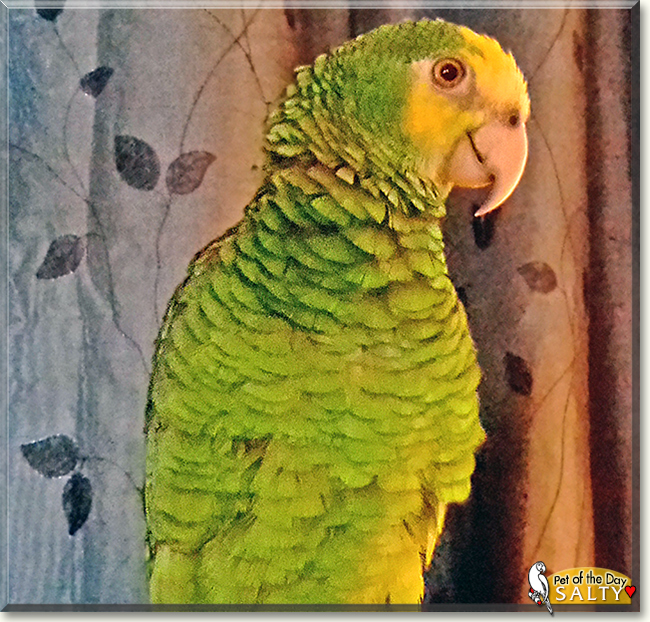Salty the Yellow Shoulder Amazon Parrot, the Pet of the Day Salty the Yellow Shoulder Amazon Parrot, the Pet of the Day