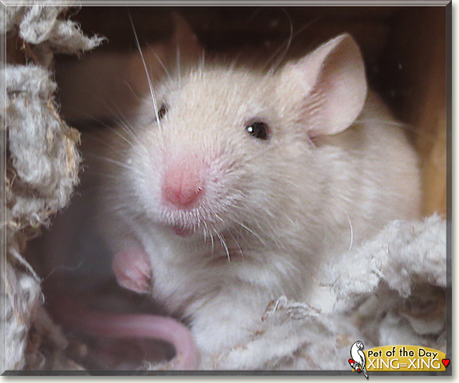 Xing-Xing the Mouse, the Pet of the Day Xing-Xing the Mouse, the Pet of the Day