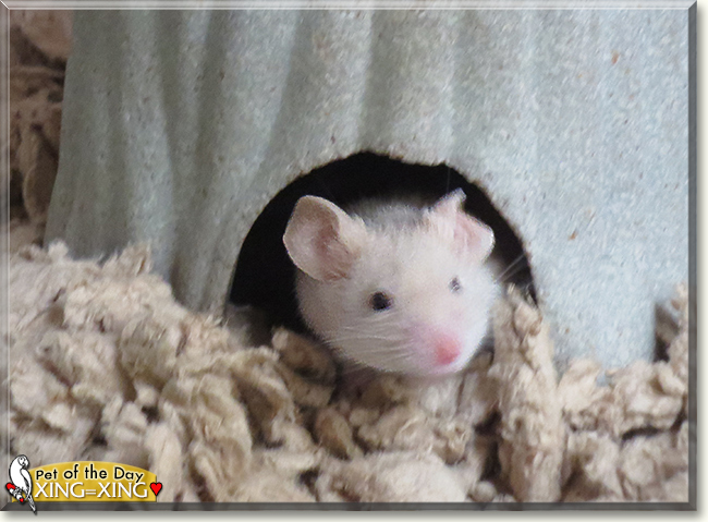 Xing-Xing the Mouse, the Pet of the Day Xing-Xing the Mouse, the Pet of the Day