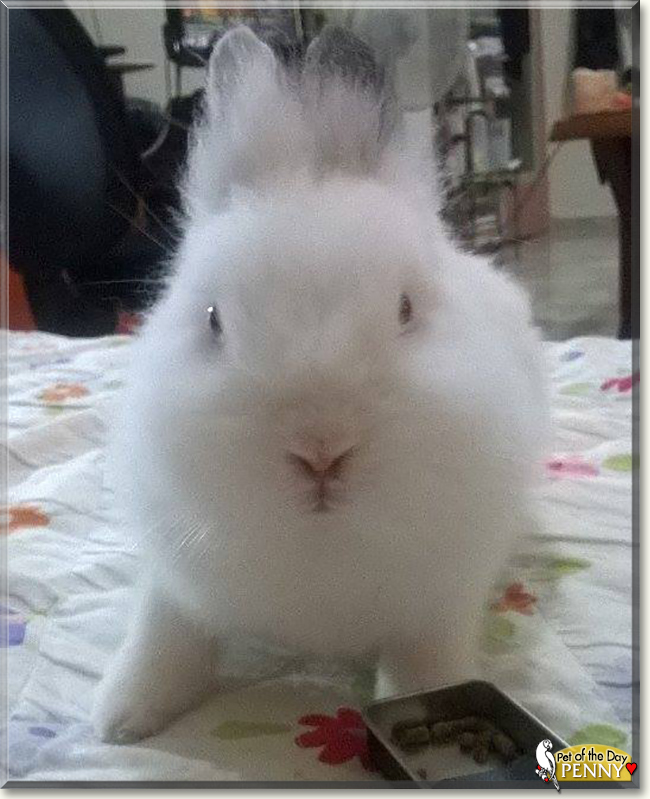Penny the Bunny, the Pet of the Day Penny the Bunny, the Pet of the Day