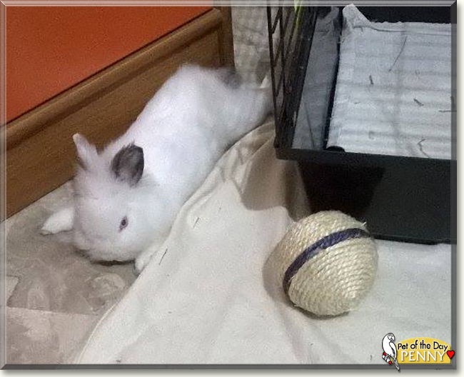 Penny the Bunny, the Pet of the Day Penny the Bunny, the Pet of the Day