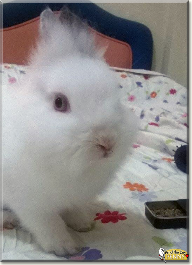 Penny the Bunny, the Pet of the Day Penny the Bunny, the Pet of the Day