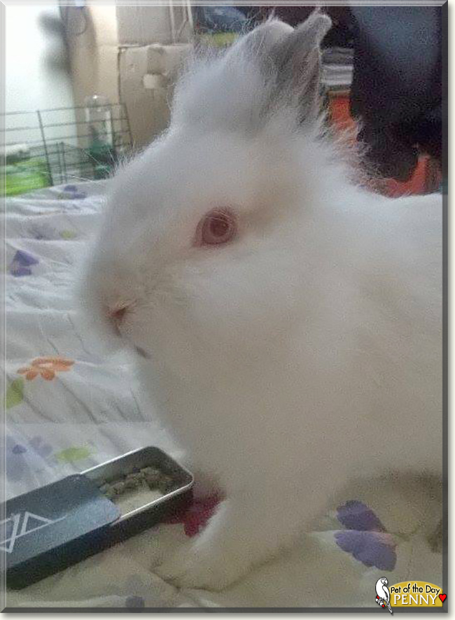 Penny the Bunny, the Pet of the Day Penny the Bunny, the Pet of the Day