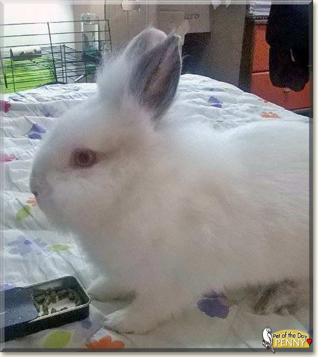 Penny the Bunny, the Pet of the Day Penny the Bunny, the Pet of the Day