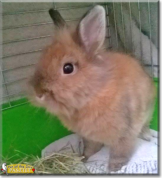 Pasztet the Dwarf Rabbit, the Pet of the Day