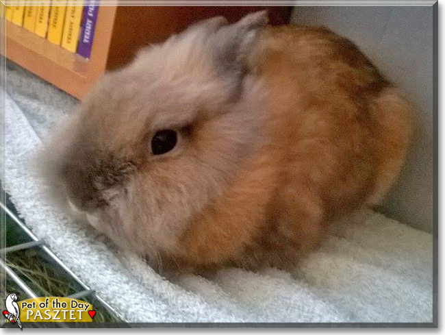 Pasztet the Dwarf Rabbit, the Pet of the Day Pasztet the Dwarf Rabbit, the Pet of the Day