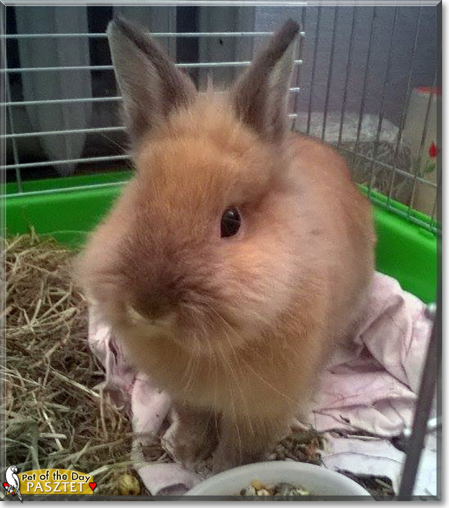 Pasztet the Dwarf Rabbit, the Pet of the Day Pasztet the Dwarf Rabbit, the Pet of the Day