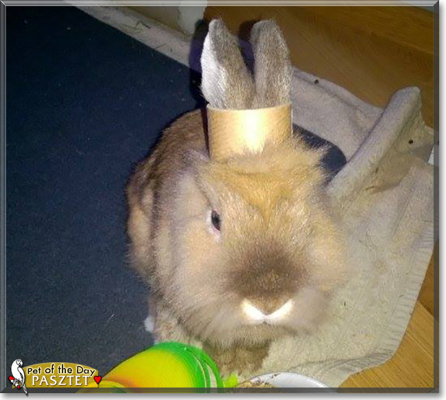 Pasztet the Dwarf Rabbit, the Pet of the Day Pasztet the Dwarf Rabbit, the Pet of the Day