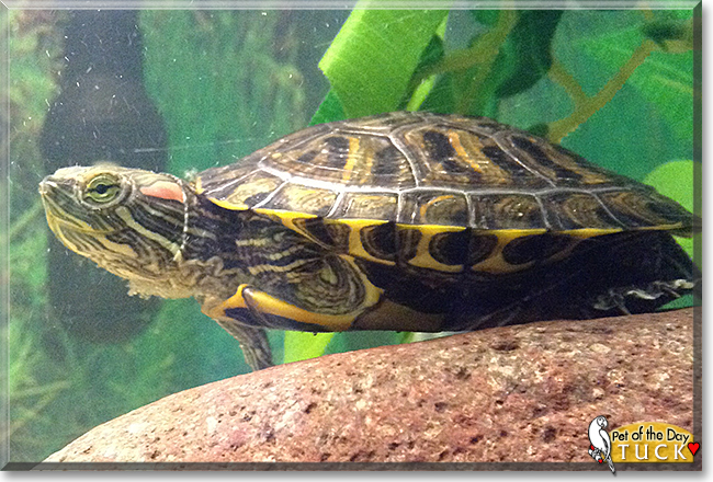 Tuck the Red-Eared Slider Turtle, the Pet of the Day Tuck the Red-Eared Slider Turtle, the Pet of the Day