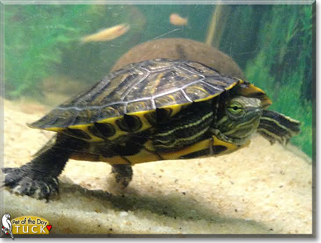 Tuck the Red-Eared Slider Turtle, the Pet of the Day Tuck the Red-Eared Slider Turtle, the Pet of the Day
