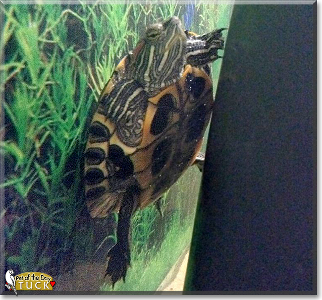Tuck the Red-Eared Slider Turtle, the Pet of the Day Tuck the Red-Eared Slider Turtle, the Pet of the Day