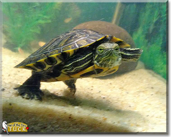 Tuck the Red-Eared Slider Turtle, the Pet of the Day Tuck the Red-Eared Slider Turtle, the Pet of the Day