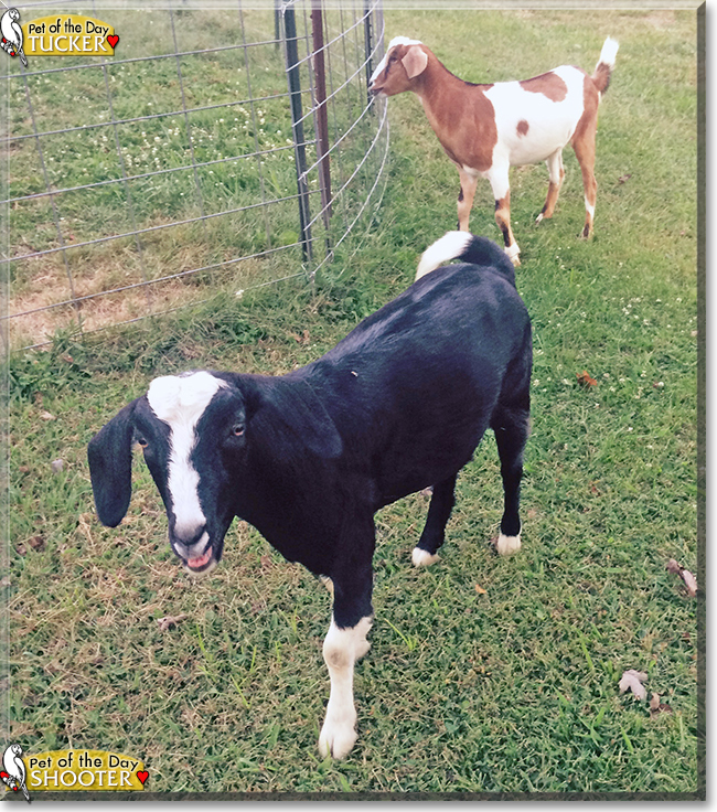 Shooter and Tucker the Goats, the Pet of the Day Shooter and Tucker the Goats, the Pet of the Day