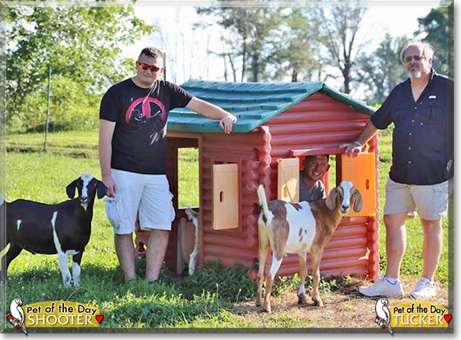 Shooter and Tucker the Goats, the Pet of the Day Shooter and Tucker the Goats, the Pet of the Day