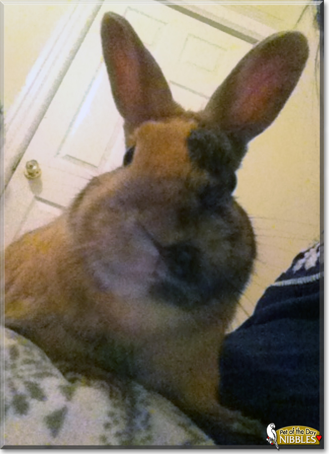 Nibbles the Dwarf Rabbit, the Pet of the Day Nibbles the Dwarf Rabbit, the Pet of the Day
