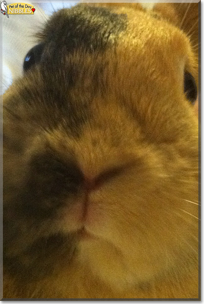 Nibbles the Dwarf Rabbit, the Pet of the Day Nibbles the Dwarf Rabbit, the Pet of the Day
