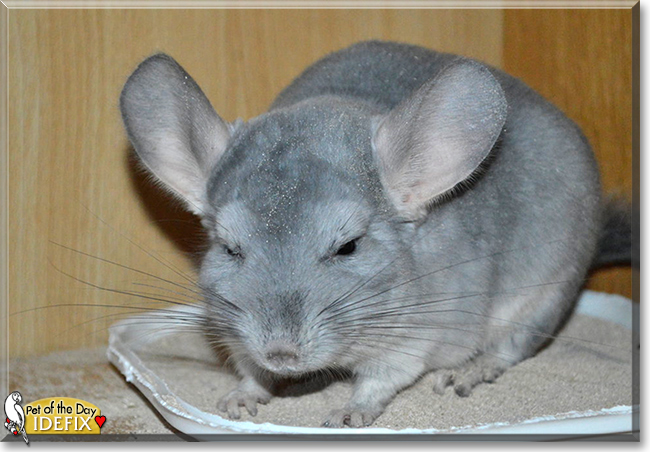 Idefix the Chinchilla, the Pet of the Day Idefix the Chinchilla, the Pet of the Day