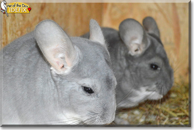 Idefix the Chinchilla, the Pet of the Day Idefix the Chinchilla, the Pet of the Day