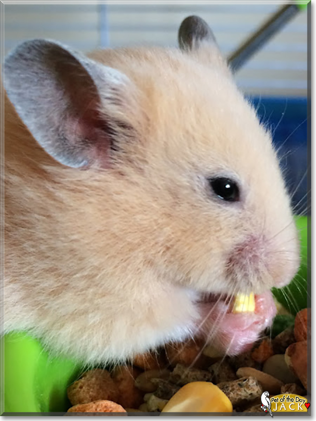 Jack the Hamster, the Pet of the Day Jack the Hamster, the Pet of the Day