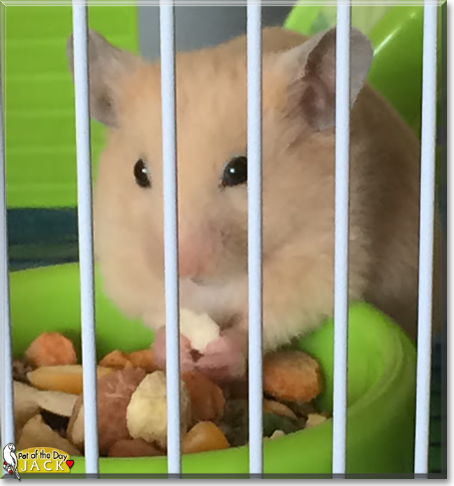 Jack the Hamster, the Pet of the Day Jack the Hamster, the Pet of the Day