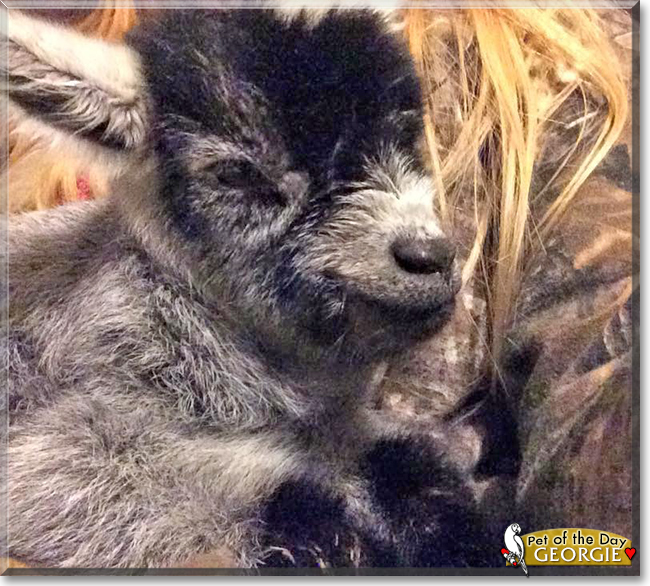 Georgie the Nigerian Dwarf Goat, the Pet of the Day Georgie the Nigerian Dwarf Goat, the Pet of the Day