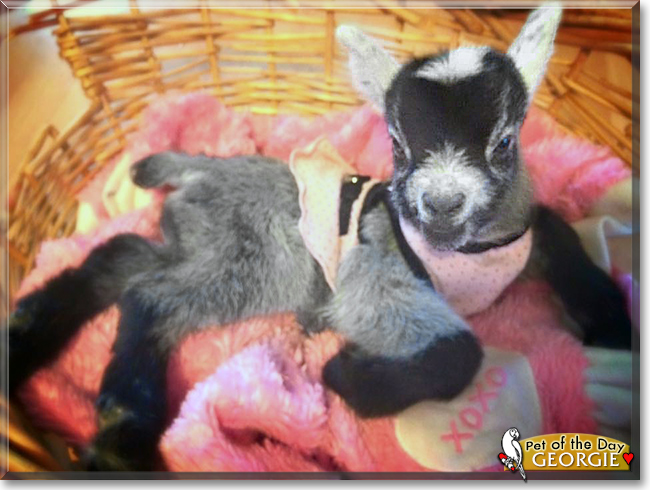 Georgie the Nigerian Dwarf Goat, the Pet of the Day Georgie the Nigerian Dwarf Goat, the Pet of the Day