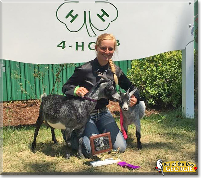 Georgie the Nigerian Dwarf Goat, the Pet of the Day Georgie the Nigerian Dwarf Goat, the Pet of the Day