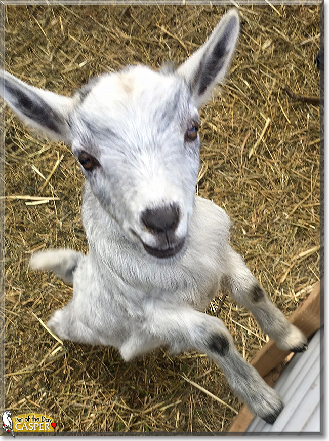Casper the Australian Miniature ELF goat mix, the Pet of the Day Casper the Australian Miniature ELF goat mix, the Pet of the Day