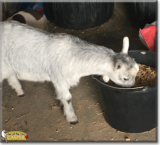 Casper the Australian Miniature ELF goat mix, the Pet of the Day Casper the Australian Miniature ELF goat mix, the Pet of the Day