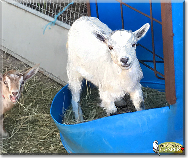 Casper the Australian Miniature ELF goat mix, the Pet of the Day Casper the Australian Miniature ELF goat mix, the Pet of the Day