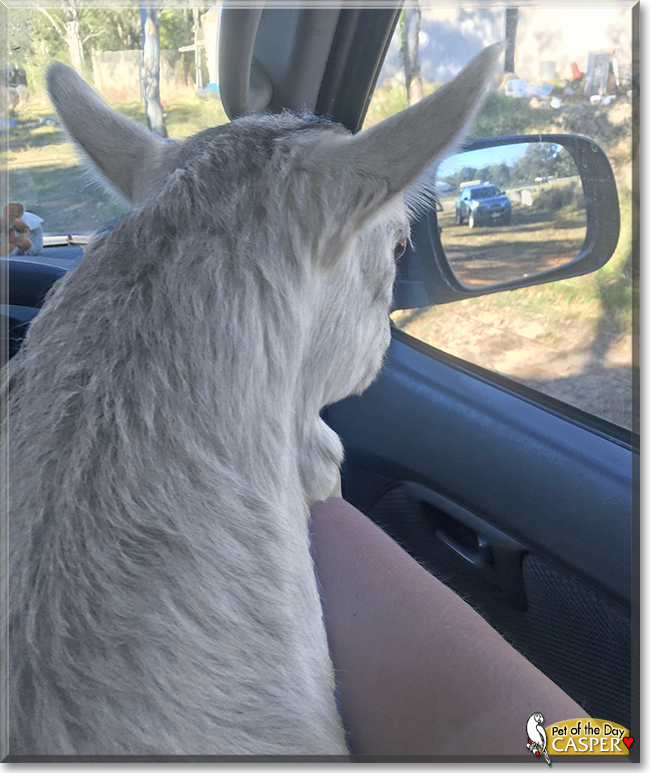 Casper the Australian Miniature ELF goat mix, the Pet of the Day Casper the Australian Miniature ELF goat mix, the Pet of the Day