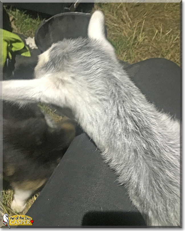 Casper the Australian Miniature ELF goat mix, the Pet of the Day Casper the Australian Miniature ELF goat mix, the Pet of the Day
