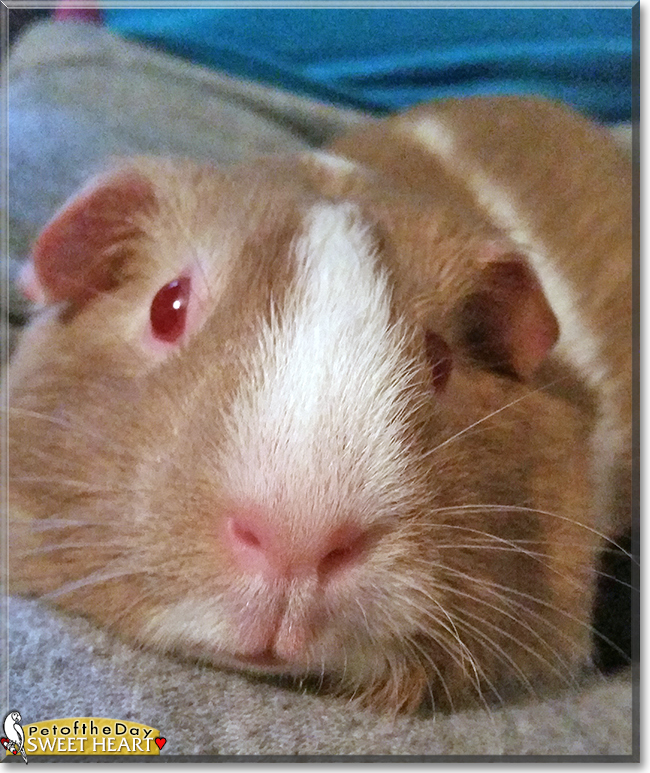 Sweet heart the Guinea Pig, the Pet of the Day