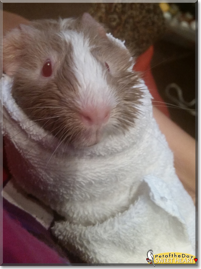 Sweet heart the Guinea Pig, the Pet of the Day