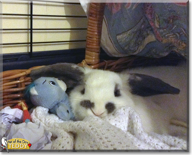 Teddy the Mini Lop Rabbit, the Pet of the Day