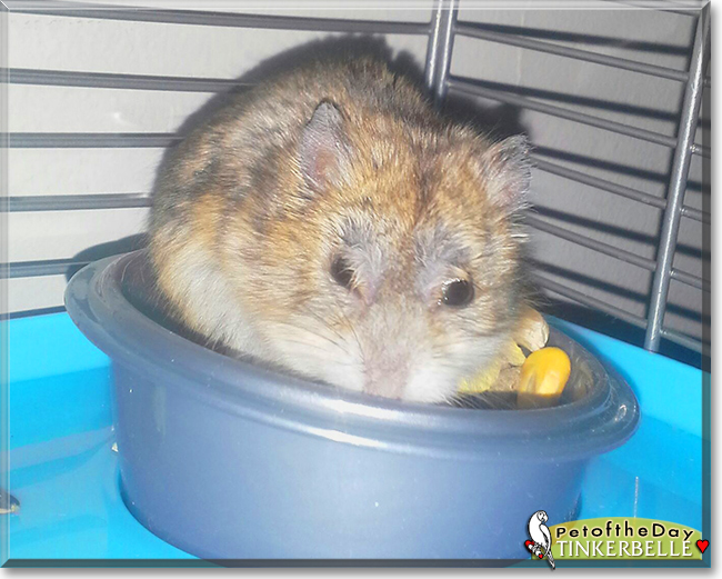 Tinkerbelle the Dwarf Hamster, the Pet of the Day