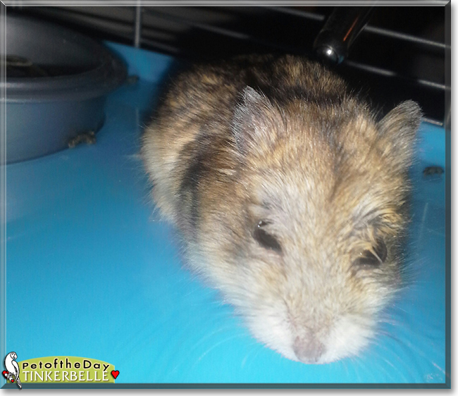 Tinkerbelle the Dwarf Hamster, the Pet of the Day