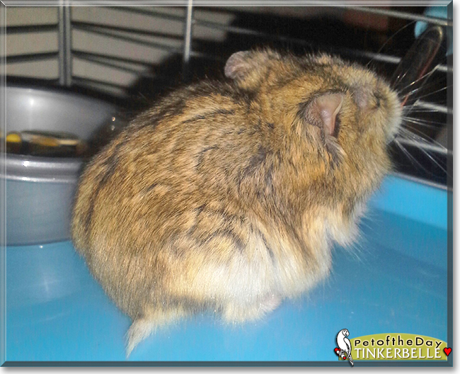 Tinkerbelle the Dwarf Hamster, the Pet of the Day