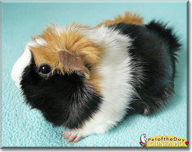 Guinea Pig the Guinea Pig, the Pet of the Day
