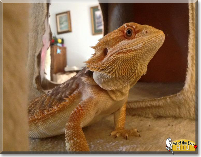 Hiu the Bearded Dragon, the Pet of the Day