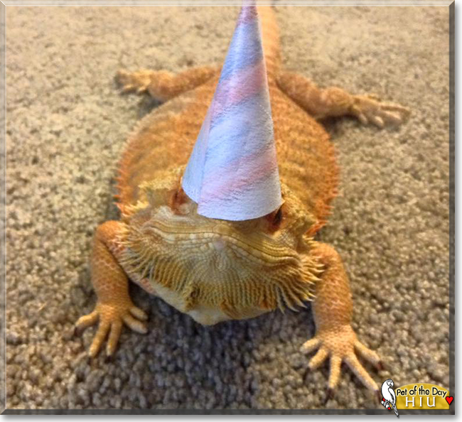 Hiu the Bearded Dragon, the Pet of the Day