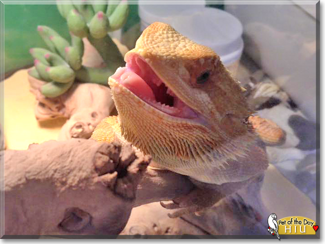 Hiu the Bearded Dragon, the Pet of the Day
