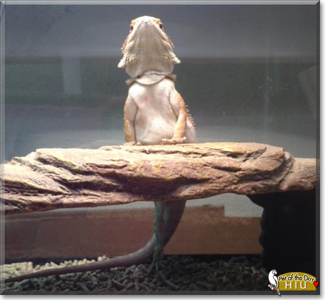 Hiu the Bearded Dragon, the Pet of the Day